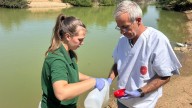 Aumenta la alerta: aumentan las muertes de gansos en un parque sevillano y se prolonga su cierre