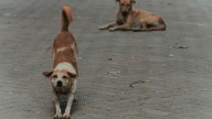 Alerta por un “mataperros” en Belgrano y Las Cañitas