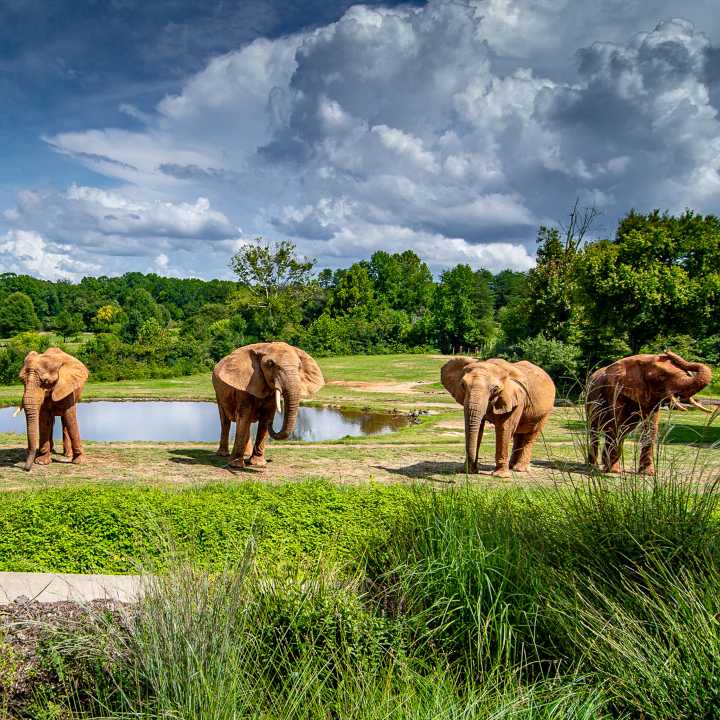 El poder femenino en el Zoológico de Carolina del Norte