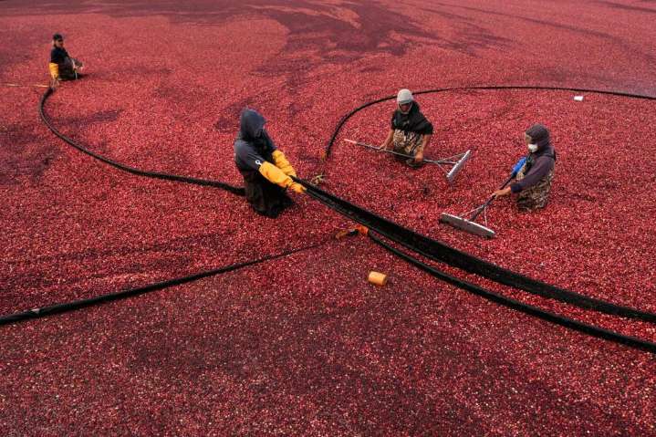 Cranberry bogs are being given a second life as vibrant wetlands