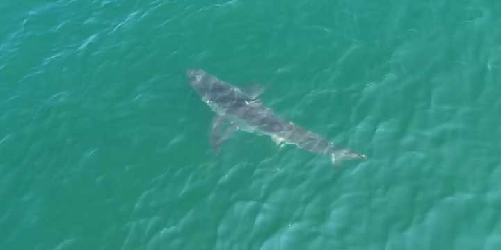 VIDEO: Great white shark spotted by drone lurking off coast of Maine