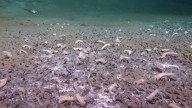 Scientists discover ecosystem nearly 30,000 feet under the sea where ‘life needs tricks to survive’
