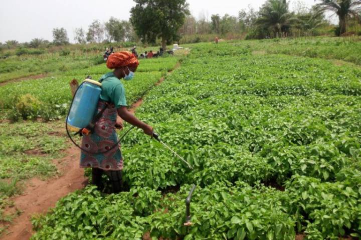 Agroecological market gardening: Benin’s climate-resilient farming solution