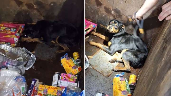 Broken-Hearted Pup Thrown Into A Dumpster In Texas Is Found Sleeping In A Pile Of Trash