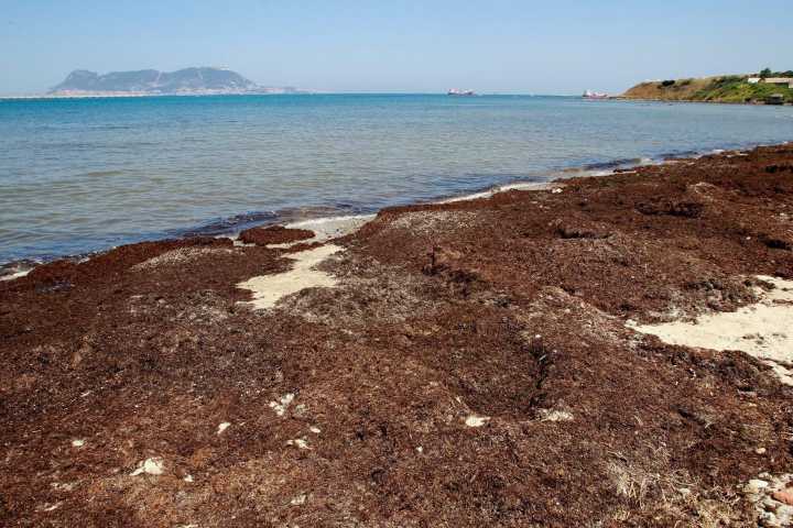 El alga asiática continúa su expansión en la costa andaluza por noveno verano consecutivo: ¿Cómo ha afectado a Huelva?
