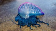 Bombazo en la zoología: el terror de las playas no es una medusa, sino un organismo formado por 4 especies