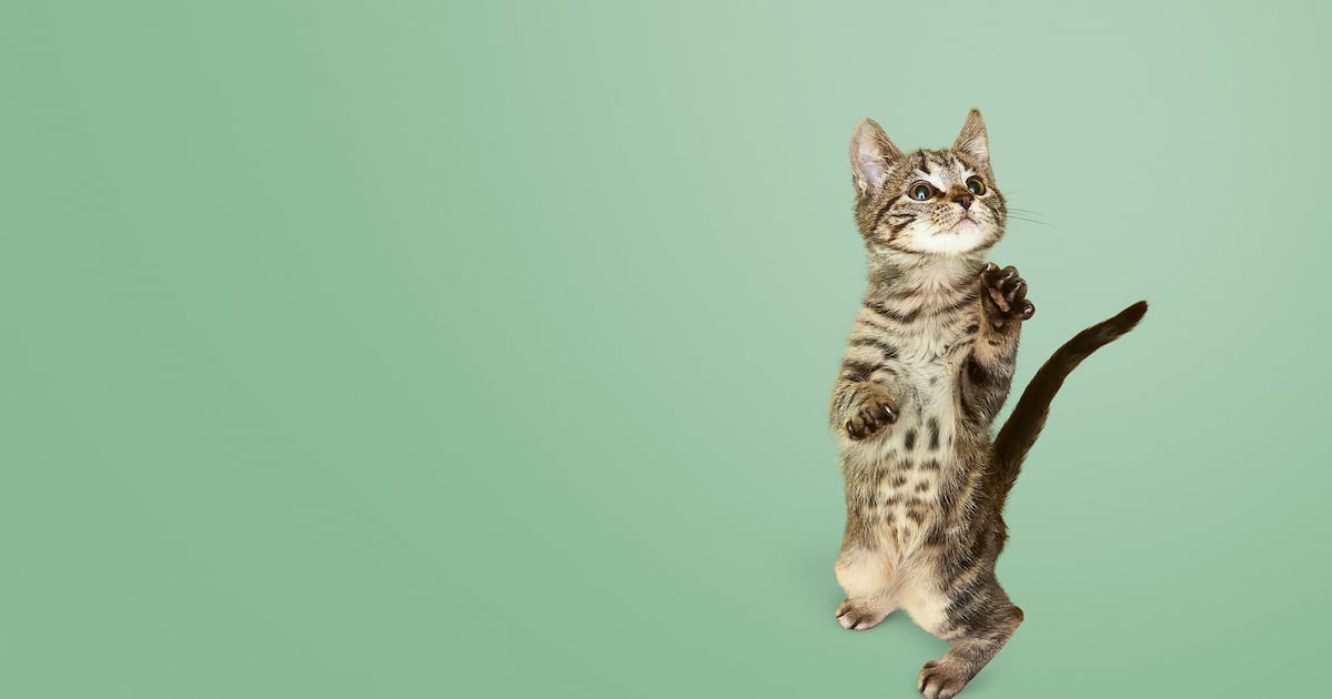 Expo MascotasF: adopciones, charlas y novedades