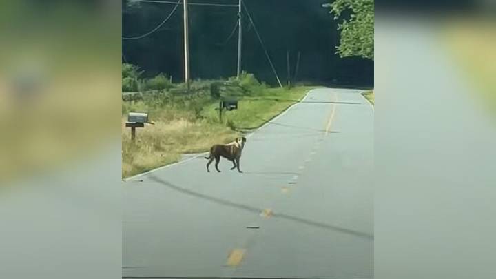 Woman In North Carolina Stunned To Find A Puppy Alone On The Road And She Immediately Stopped To Help