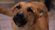 Continúa la crueldad animal en Zamora: Vecinos de Valencia 2 denuncian envenenamiento de cuatro perros