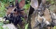 Conejos con ‘cuernos’ en la cabeza: la verdad sobre el brote en Fort Collins