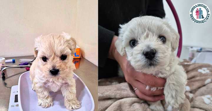 Mili, la cachorra que fue abandonada por estar enferma y ahora busca hogar