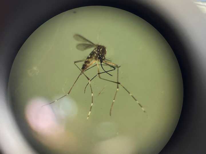 “Una bomba de tiempo”: alerta por una invasión de mosquitos que transmiten dengue y otro virus