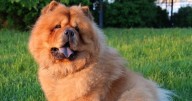 Growing up with a dog or cat can change you down to a cellular level, research at CU Boulder finds