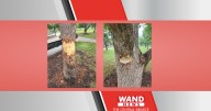 Trees planted in 1970s will die after being damaged by people, Champaign Park District says