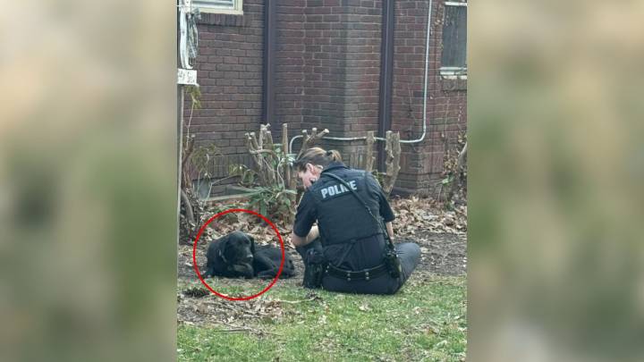 Frightened Ohio Dog Wouldn’t Let Anyone Close Until The Right Person Came Along
