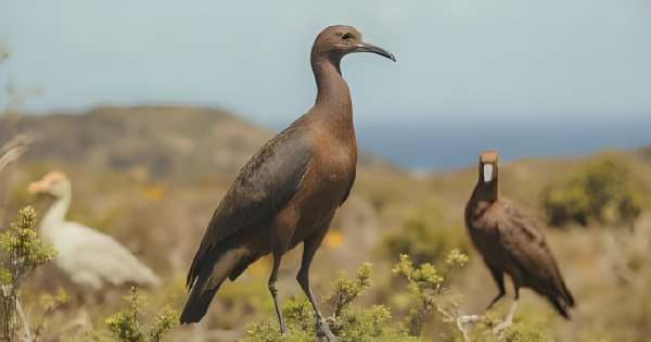 Descubrimiento sin precedentes: identifican un ave histórica que se creía extinta hace más de 200 años