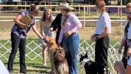 Dog Eat Dog: 4-H Competitions Hit Their Peak At Wyoming State Fair