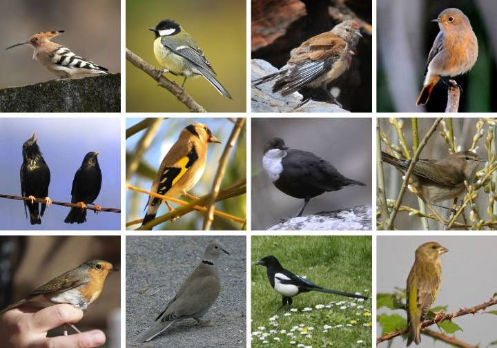 Aves de andar por casa: algunos pájaros que verás este verano en Salamanca y cómo echarles una mano