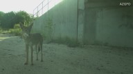 Moquillo canino afecta a coyotes en Arizona