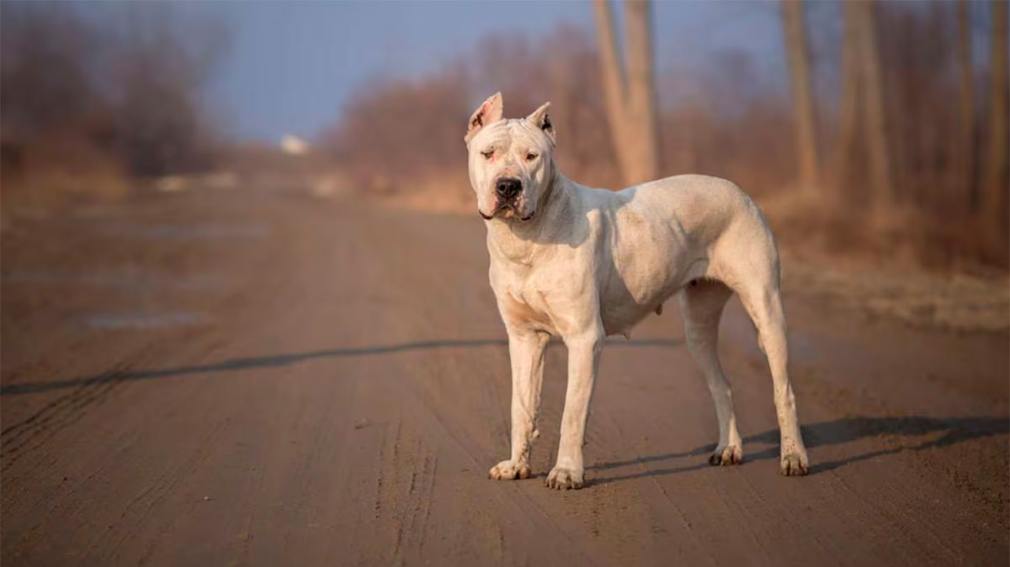 Una mujer sufrió graves lesiones tras ser atacada por dos perros de raza dogo
