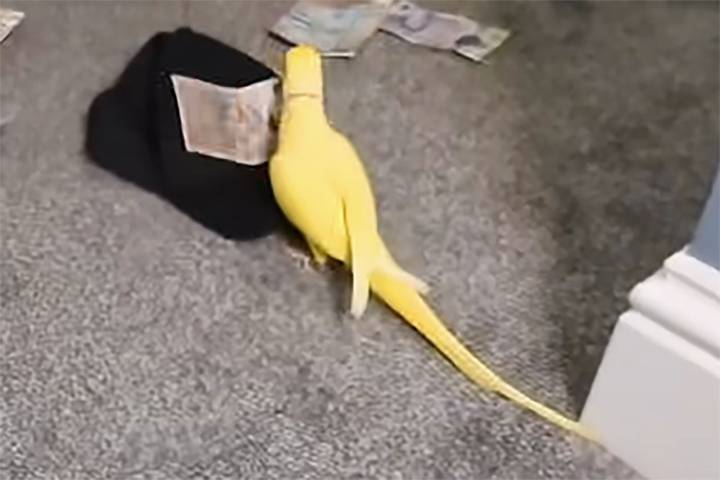 English Prisoner Ran Drug Gang From Behind Bars — Until a Parrot Snitched on Them