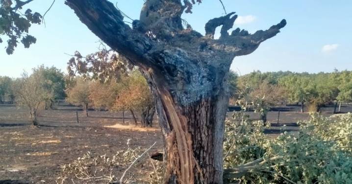 Ecologistas en Acción exige suspender la caza en Castilla y León tras los incendios