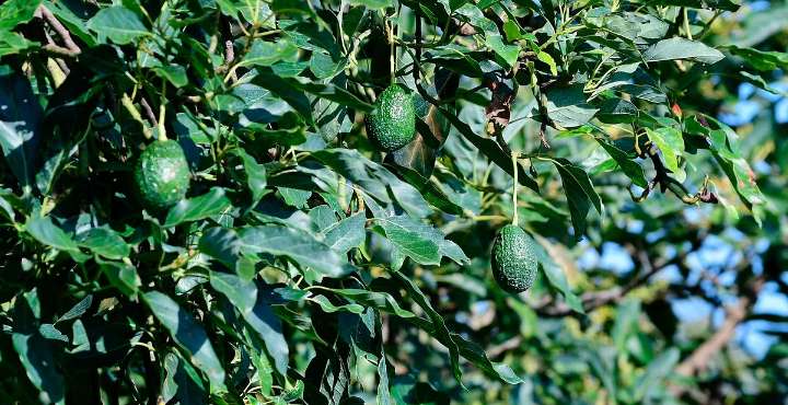 Michoacán, líder en formalización laboral en la agroexportación de aguacate: Sedeco