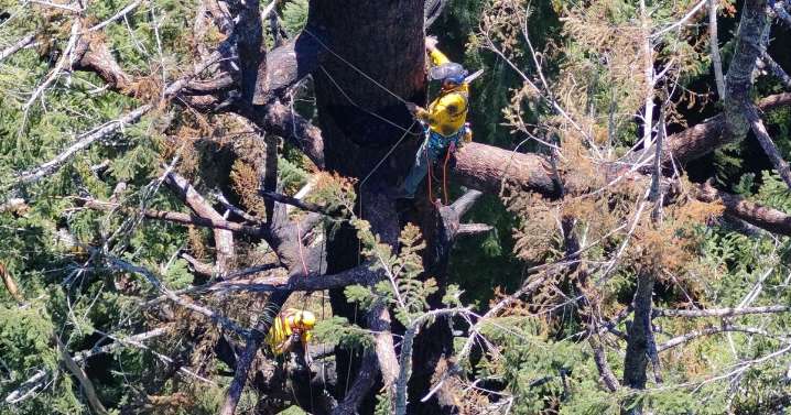 Saving Doerner Fir: firefighters work to protect Coos Bay landmark tree