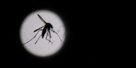 Dengue en América: descubrieron un patrón climático que anticipa el riesgo de brotes