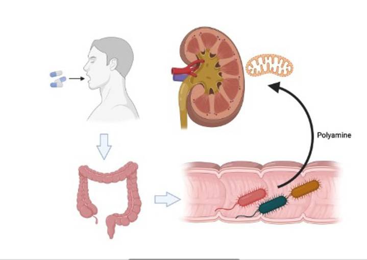 Un fármaco contra el estreñimiento ayuda a la función renal, según un ensayo clínico