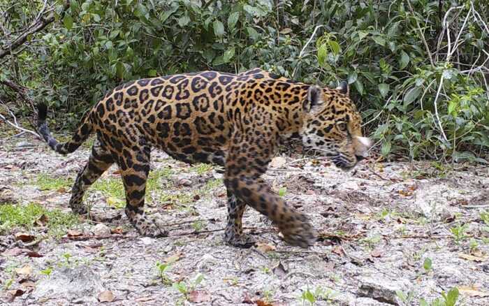 Jaguar en México aumenta su población, pero sigue en peligro de extinción