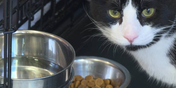 ND animal shelter experiences overcrowding