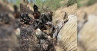 Detienen en Arizona a cinco migrantes mexicanos con antecedentes penales
