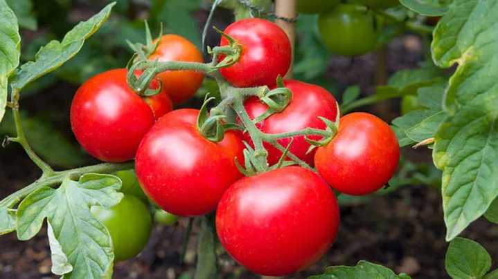 Biólogos descubren que unos tomates silvestres están evolucionando a la inversa para no dejarse comer