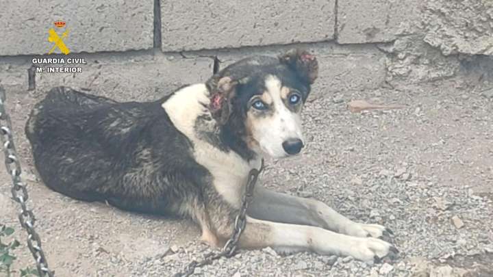 Dos investigados por maltrato animal a 17 perros y diez équidos en una finca de Granada