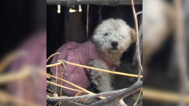 California Rescuer Finds Pup In Pink Dress Who Can’t Accept That Her Family Left