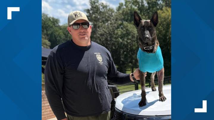K-9 Apollo returns home, recovers after stabbing in Rock Hill
