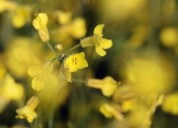 China escalates Canada trade spat with more canola levies