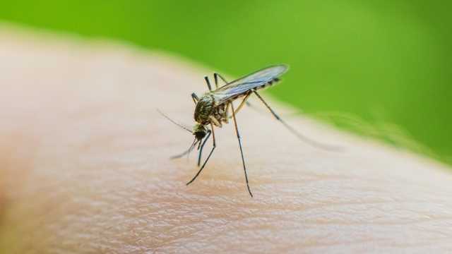 Human case of West Nile virus confirmed in Louisville, first of the year