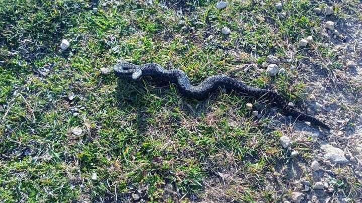 Vet issues warning after two dogs bitten by venomous snakes in North Yorkshire