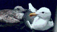 Southern California rescue agency overwhelmed by ‘unusual surge’ of sick, dying seagulls 