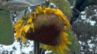 Documentary crew captures the moment Indiana sunflower surpasses world record