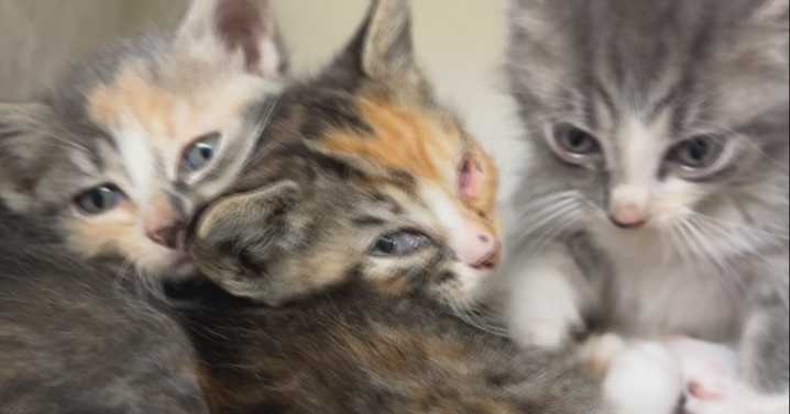 Dozens of cats rescued from one property in Rock County