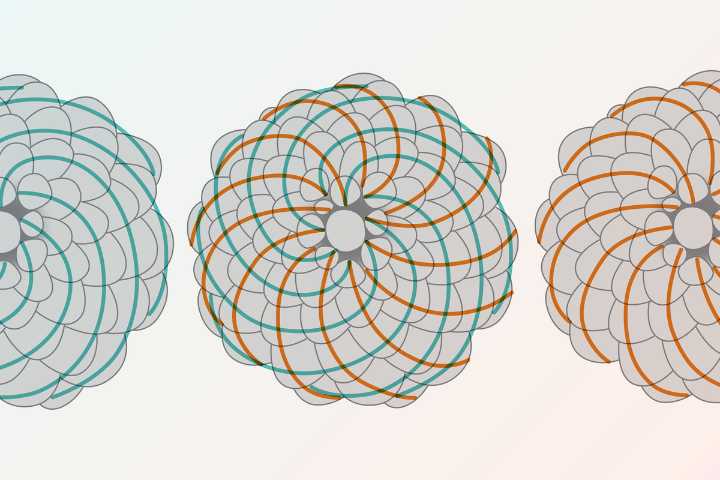 Students Find Hidden Fibonacci Sequence in Classic Probability Puzzle