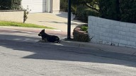 Faithful Dog From California Waits In The Spot She Was Abandoned, Hoping Her Owner Comes Back