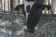 EEUU autoriza uso de emergencia de fármacos veterinarios contra el gusano barrenador