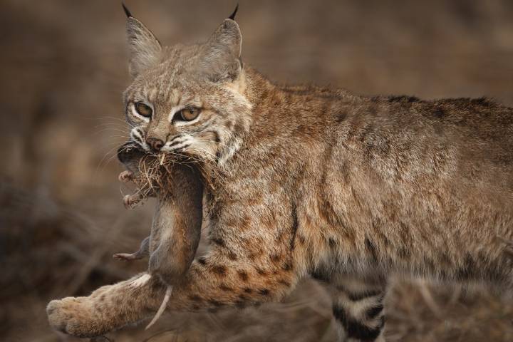 VOSD Podcast: Bobcats Terrorize Zoo Safari Park