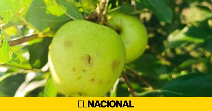 Más de 500 hectáreas de fruta dañadas por la fuerte granizada en el pla de Lleida