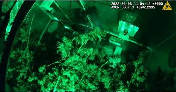 Broadstairs drugs bust captured man running £25k cannabis farm