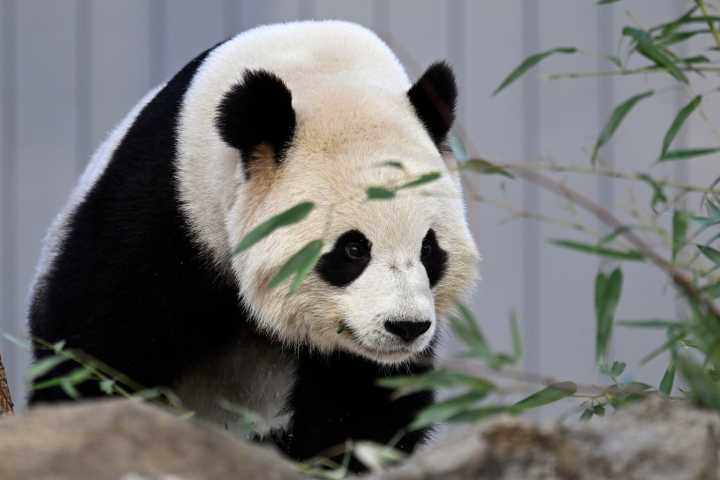 WATCH LIVE: Panda Bao Li celebrates his 4th birthday at DC’s National Zoo